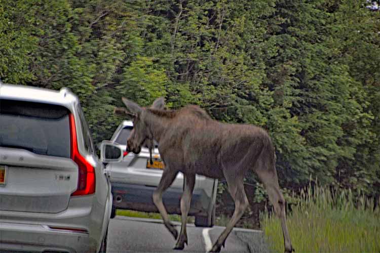 moose on the road